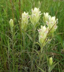 Castilleja pallida
