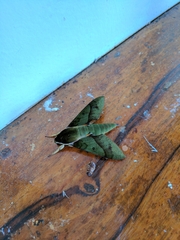 Gnathothlibus fijiensis