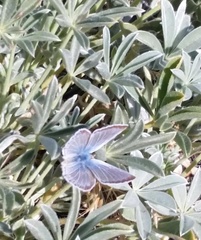 Icaricia icarioides evius