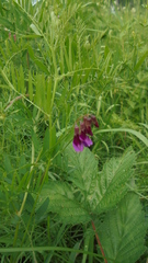 Vicia megalotropis