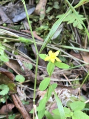 Hypericum taihezanense