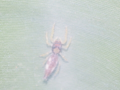 Indopadilla vimedaba