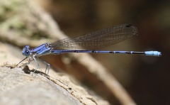 Argia munda