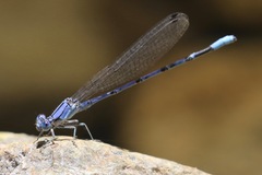 Argia munda
