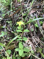Hypericum taihezanense