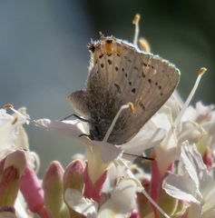 Satyrium californica