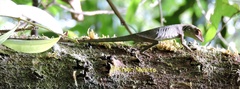 Bronchocela celebensis