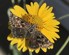 Hesperopsis alpheus