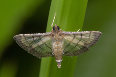Cnaphalocrocis trebiusalis