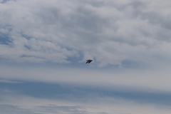 Larus argentatus smithsonianus