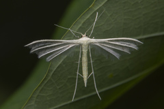 Pterophorus lacteipennis