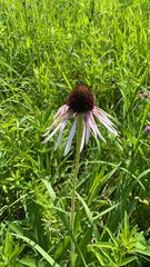 Echinacea pallida