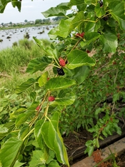 Morus alba