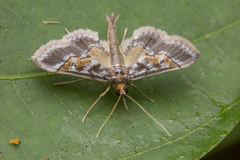 Hydriris ornatalis