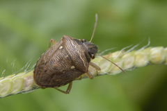 Eysarcoris ventralis