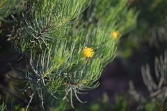 Dyscritothamnus filifolius
