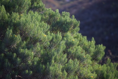 Dyscritothamnus filifolius