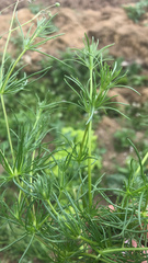 Spergula