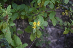 Hemichaena coulteri