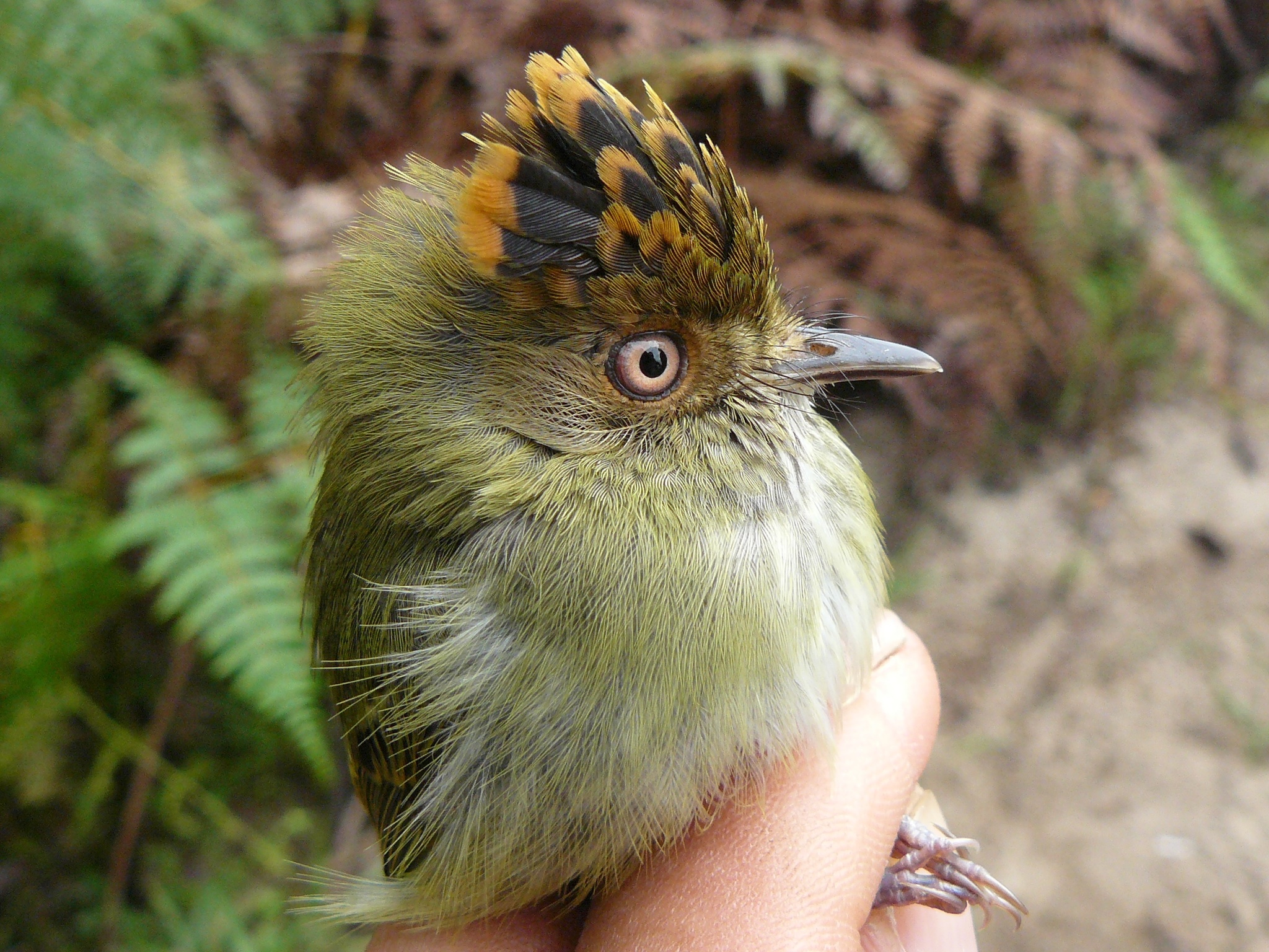 Scale-crested Pygmy-tyrant