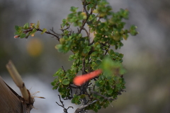 Clinopodium mexicanum
