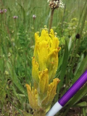 Castilleja levisecta