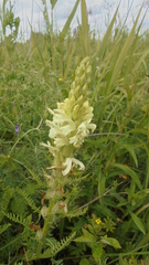 Pedicularis uralensis