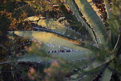Agave xylonacantha