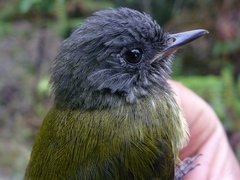 Mionectes striaticollis