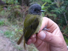 Mionectes striaticollis