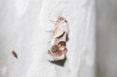 Tarache terminimaculata