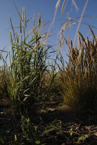 false sheep's fescue (Festuca pulchra)
