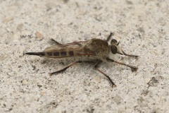 Efferia albibarbis