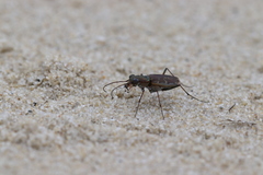 Ellipsoptera marginata