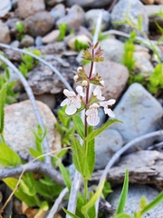 Stachys pilosa