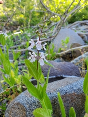 Stachys pilosa