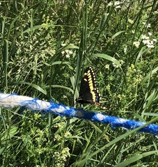 Papilio brevicauda