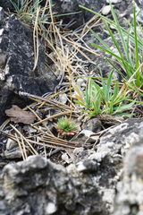 Draba lasiocarpa
