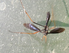 Ctenophora apicata