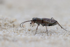 Ellipsoptera marginata