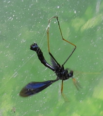 Ctenophora apicata