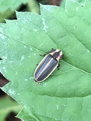 Pyractomena angulata