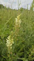 Pedicularis uralensis