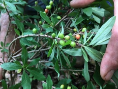 Daphne mezereum