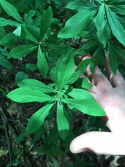 Daphne mezereum