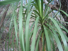 Beaucarnea