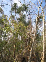 Beaucarnea