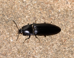 Melanactes