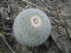 Mammillaria haageana haageana