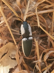 Chalcolepidius webbi